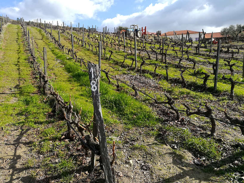 Douro Valley Tours of Quinta Nova for the best Douro Valley wines by Authentic Food Quest