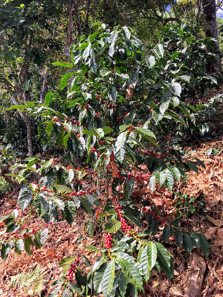 Coffee plant with red beans for Oaxaca Coffee by Authentic Food Quest