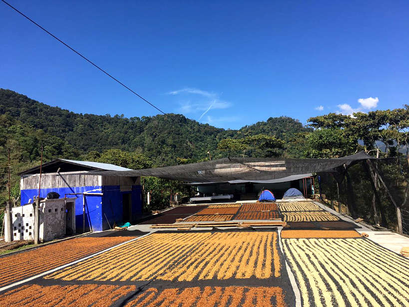 Finca Chelin Farm for Oaxaca Coffee by Authentic Food Quest