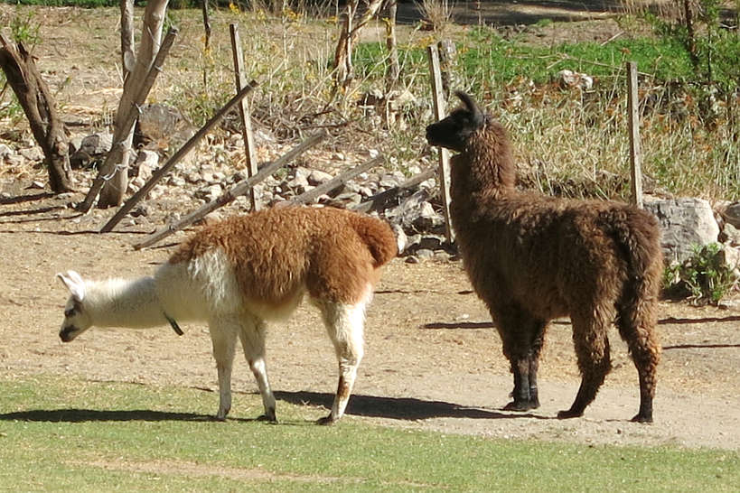 Llamas in Argentina by AuthenticFoodQuest