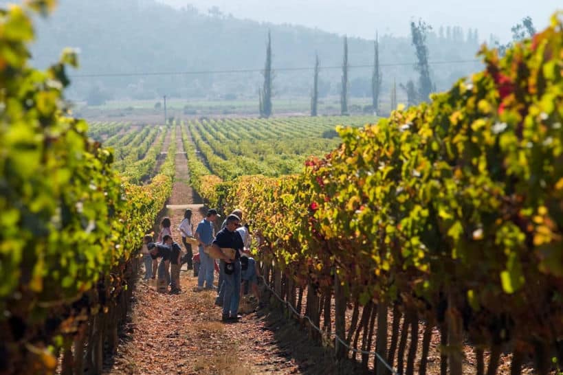 Private Colchagua Valley Wine Tours Santiago Chile by Authentic Food Quest