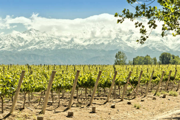 Guide To Mendoza Wine Regions: 12 Of The Best Wineries To Visit